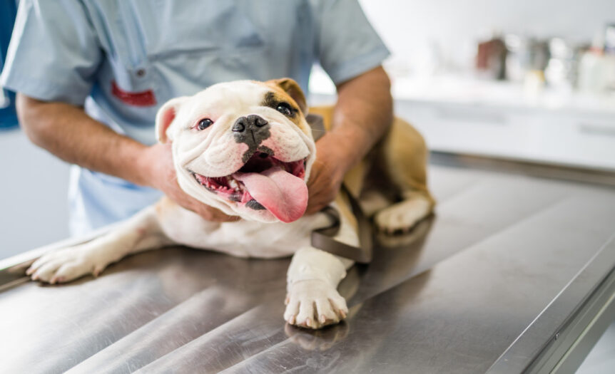 A bulldog with its mouth open and its tongue out is lying on the table at the vet. A professional is holding the dog and examining it.