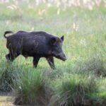 A black wild hog is walking through tall grass next to a body of water. The sunshine bounces off the water.