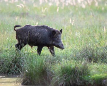 A black wild hog is walking through tall grass next to a body of water. The sunshine bounces off the water.