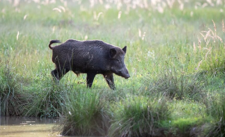 A black wild hog is walking through tall grass next to a body of water. The sunshine bounces off the water.