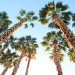 A low-angle image of several tall palm trees with a blue sky and bright sunshine visible above them.