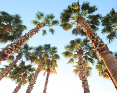A low-angle image of several tall palm trees with a blue sky and bright sunshine visible above them.