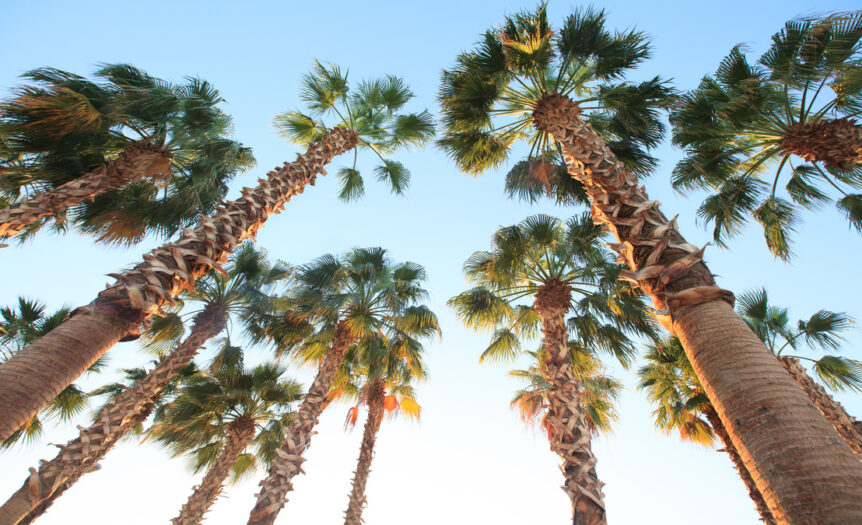 A low-angle image of several tall palm trees with a blue sky and bright sunshine visible above them.