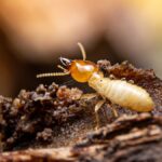 A close-up of a white termite crawling across a dark piece of wood that is moist and crumbling apart.