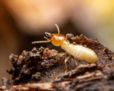A close-up of a white termite crawling across a dark piece of wood that is moist and crumbling apart.