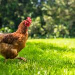 A hen with red and white feathers strides through the grass in a backyard. Another hen walks in the distance.