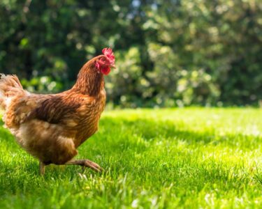A hen with red and white feathers strides through the grass in a backyard. Another hen walks in the distance.