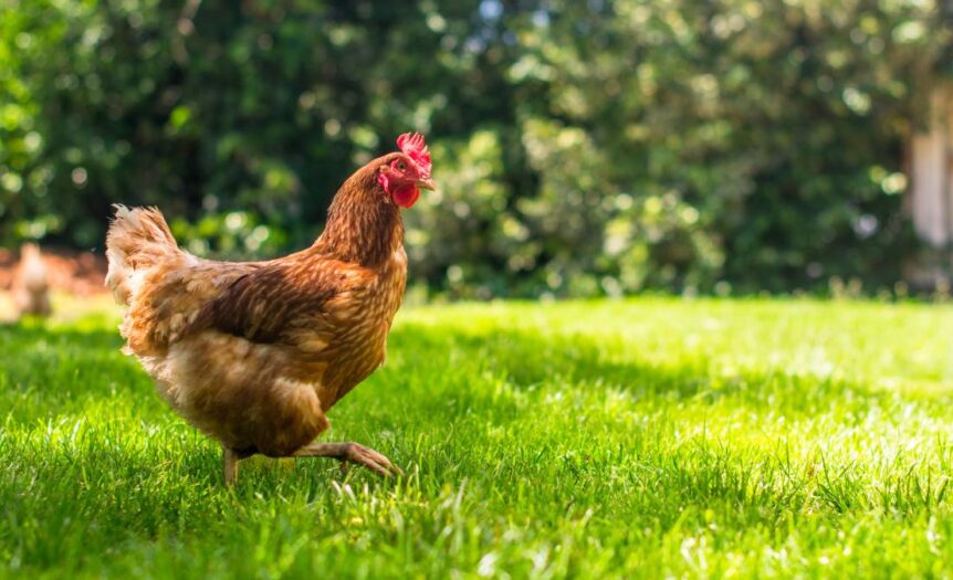 A hen with red and white feathers strides through the grass in a backyard. Another hen walks in the distance.