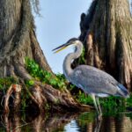 An adult blue heron standing in a pool of water alongside thick tree trunks with wide bases and visible roots.