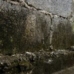 A close-up of severe moisture damage and significant mold growth on the concrete wall foundation of a building.