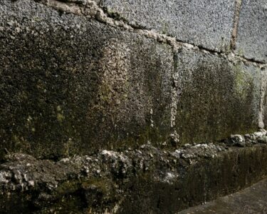 A close-up of severe moisture damage and significant mold growth on the concrete wall foundation of a building.