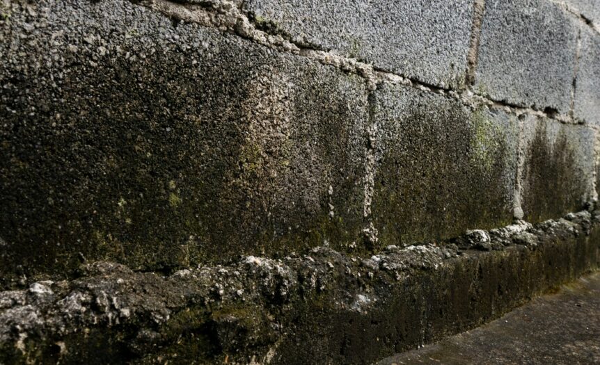 A close-up of severe moisture damage and significant mold growth on the concrete wall foundation of a building.