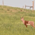 A three-dimensional Styrofoam target in the shape of a Pronghorn deer. It stands in a field on a steep hill slope.