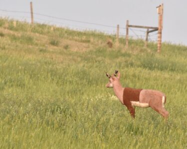 A three-dimensional Styrofoam target in the shape of a Pronghorn deer. It stands in a field on a steep hill slope.