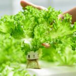Hands hold a head of bright green lettuce growing in a hydroponic system surrounded by rows of leafy greens.