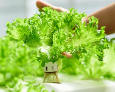 Hands hold a head of bright green lettuce growing in a hydroponic system surrounded by rows of leafy greens.
