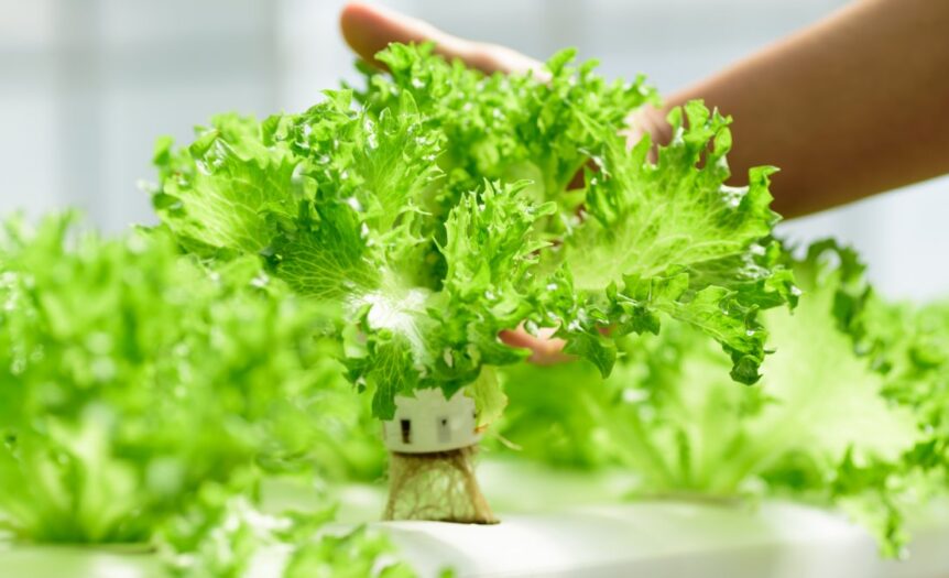 Hands hold a head of bright green lettuce growing in a hydroponic system surrounded by rows of leafy greens.
